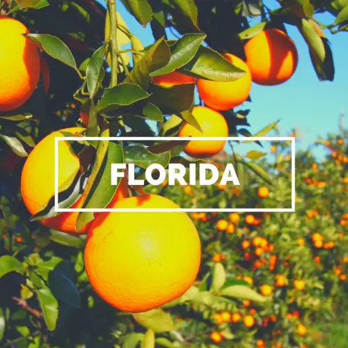A close-up photo of a cluster of ripe oranges hanging from a tree branch with the word Florida in the middle