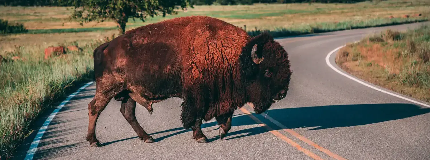 A large bison crosses a sunny road on a grassy plain in Oklahoma.